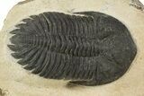 Detailed Hollardops Trilobite - Foum Zguid, Morocco #345164-1